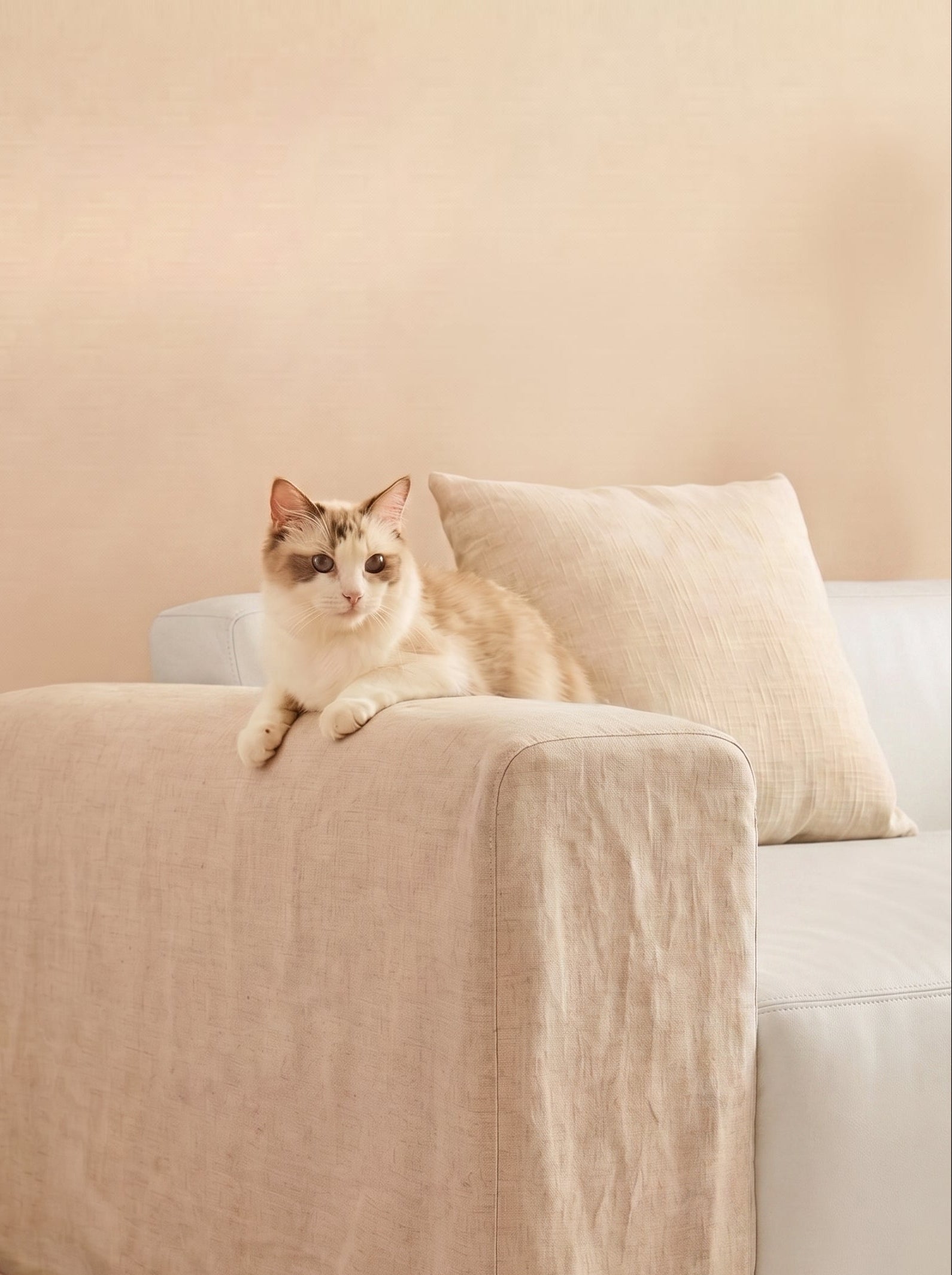 A fluffy cream and brown cat lies on the back of a beige upholstered armchair with a matching cushion, set against a warm beige wall and light wood floor.